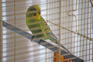 Pim