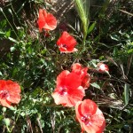 roselles